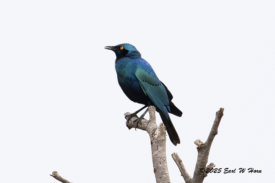 Greater Blue-eared Starling - ML646449627