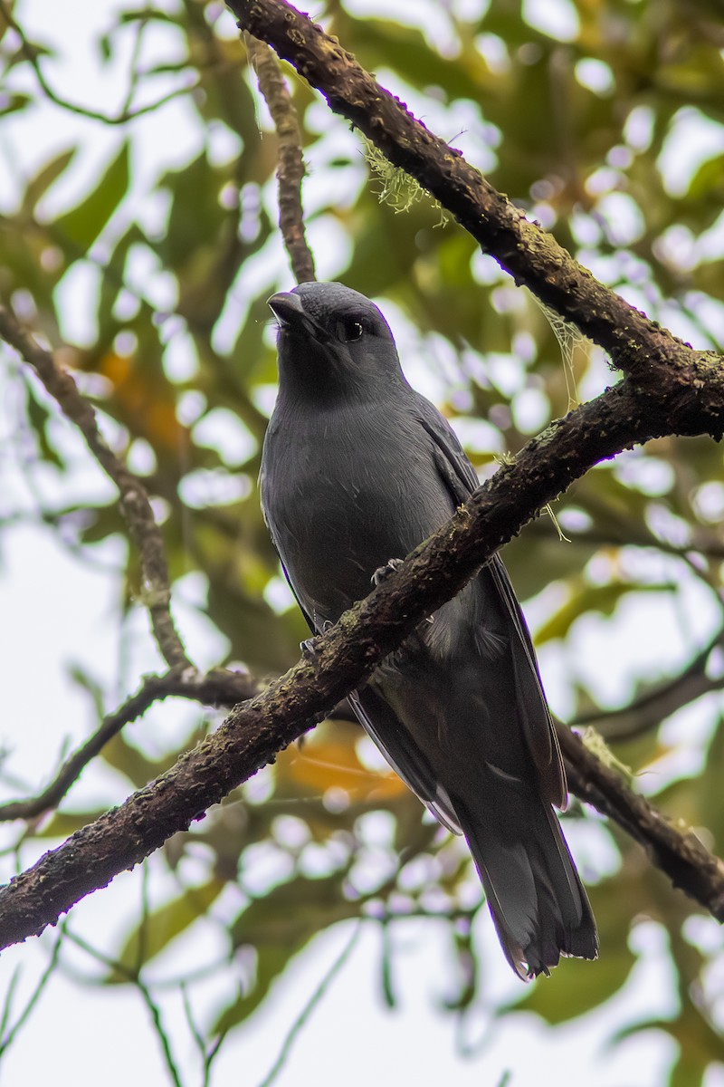 Личинкоїд вогнистий - ML646449628