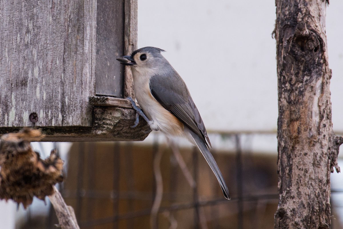 Синиця гострочуба - ML646449629