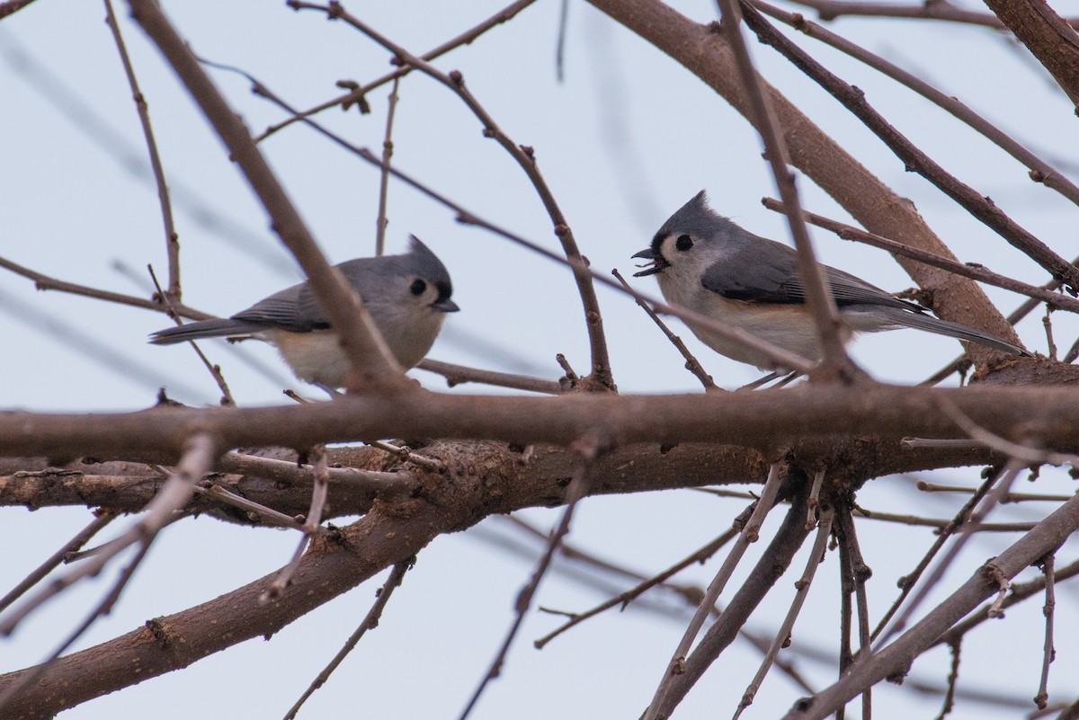 Синиця гострочуба - ML646449630