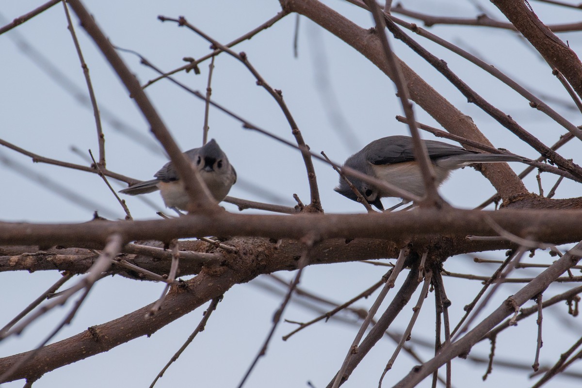 Синиця гострочуба - ML646449631