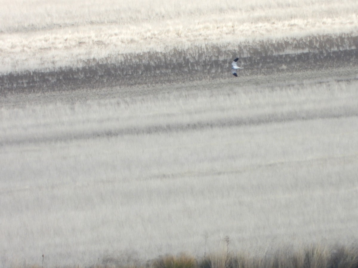 Лунь польовий - ML646449632