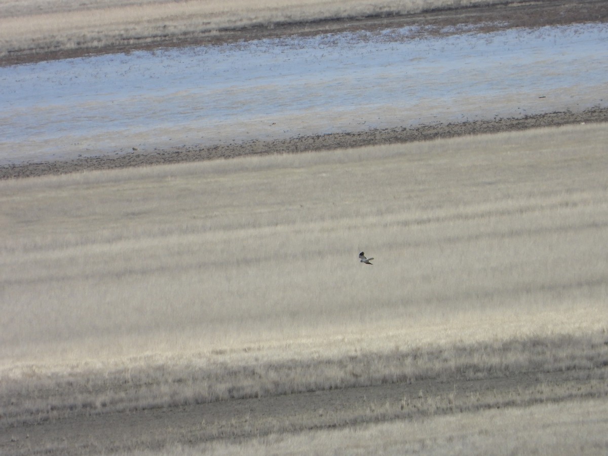 Лунь польовий - ML646449633