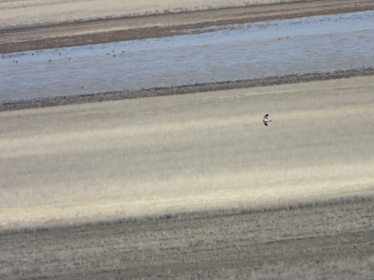 Лунь польовий - ML646449634