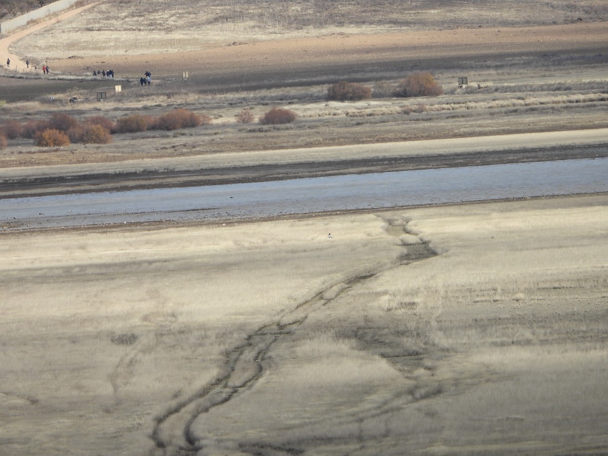 Лунь польовий - ML646449635