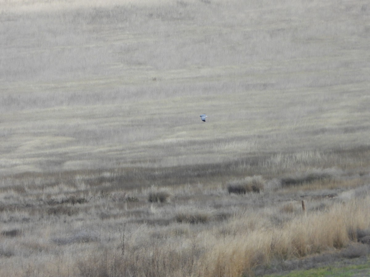 Лунь польовий - ML646449636