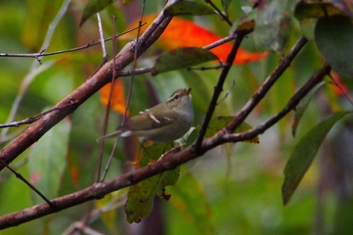 Вівчарик лісовий - ML646449637