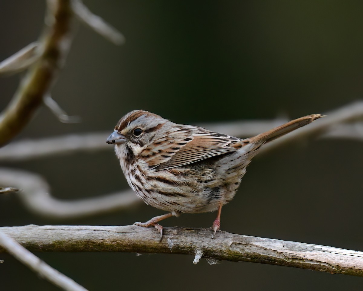 Пасовка співоча - ML646449638