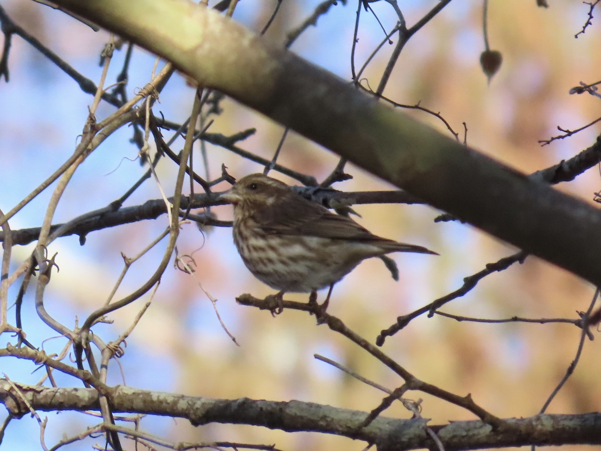 Чечевиця кармінова - ML646449639