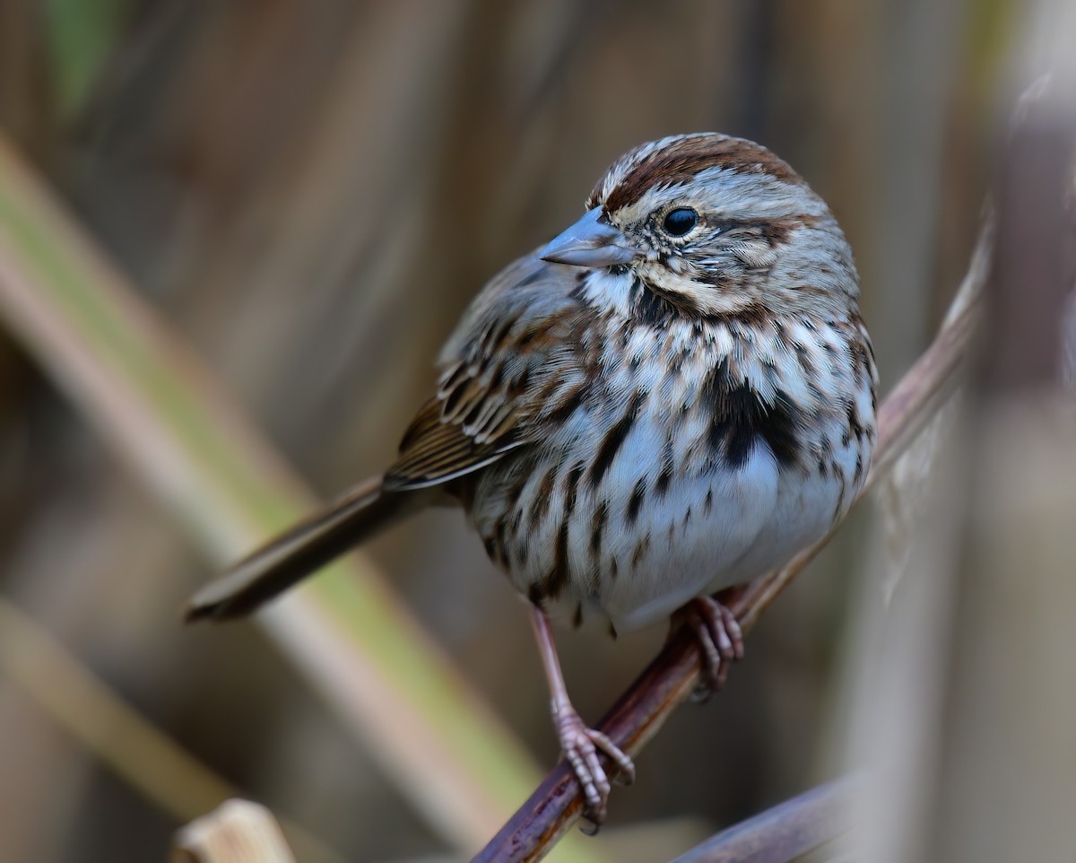Пасовка співоча - ML646449641