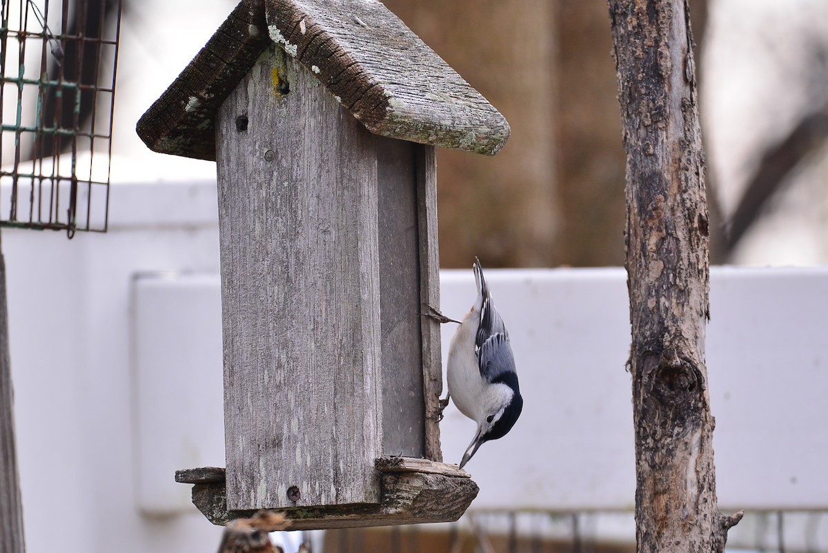 Повзик каролінський - ML646449642