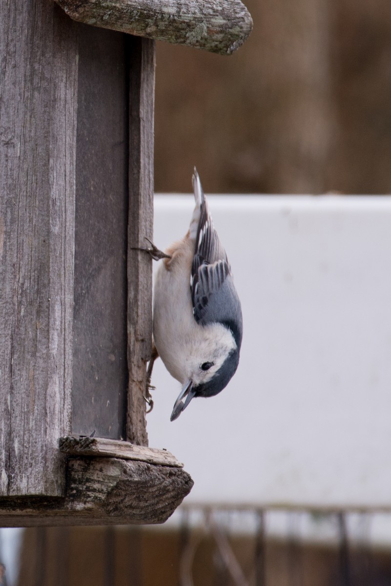 Повзик каролінський - ML646449643