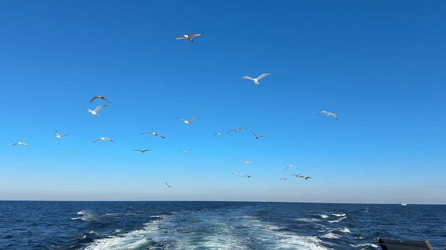 Американская чайка - ML646449645