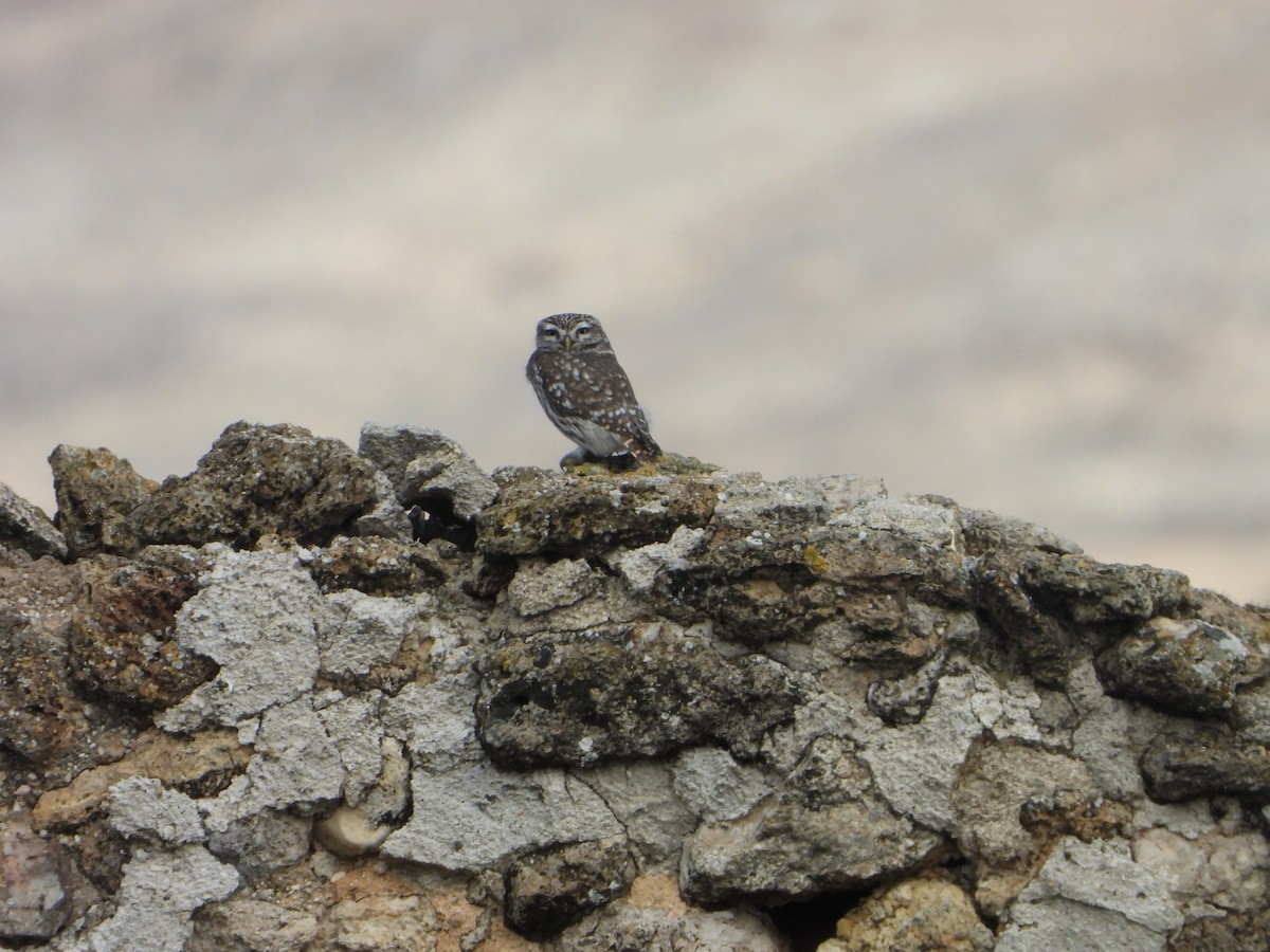 Сич хатній - ML646449646