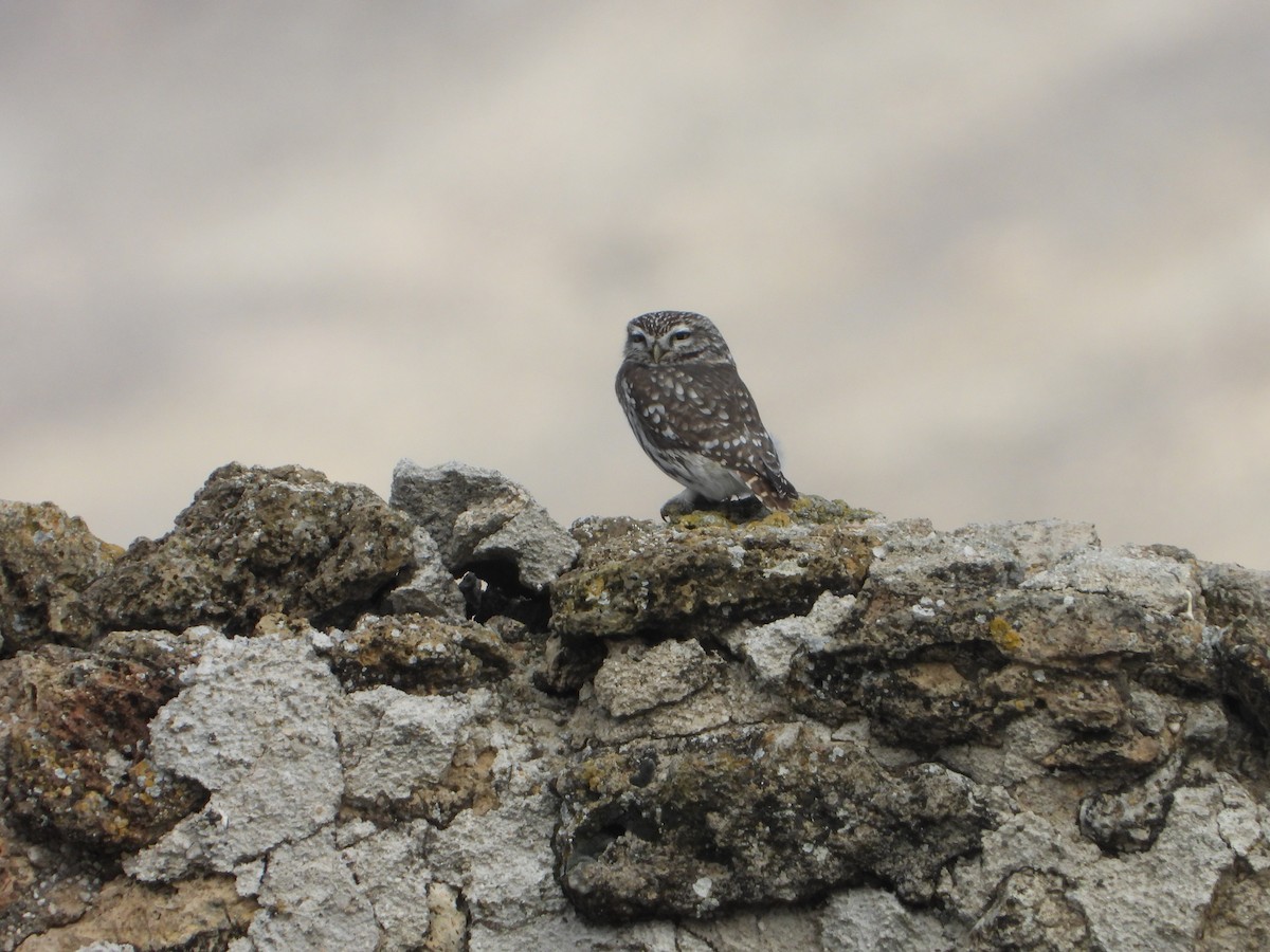 Сич хатній - ML646449647