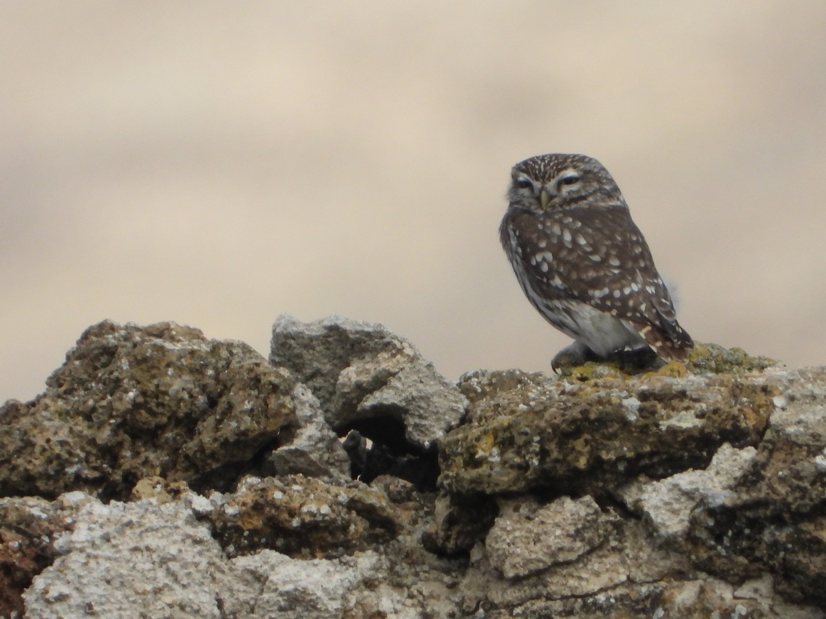 Сич хатній - ML646449648