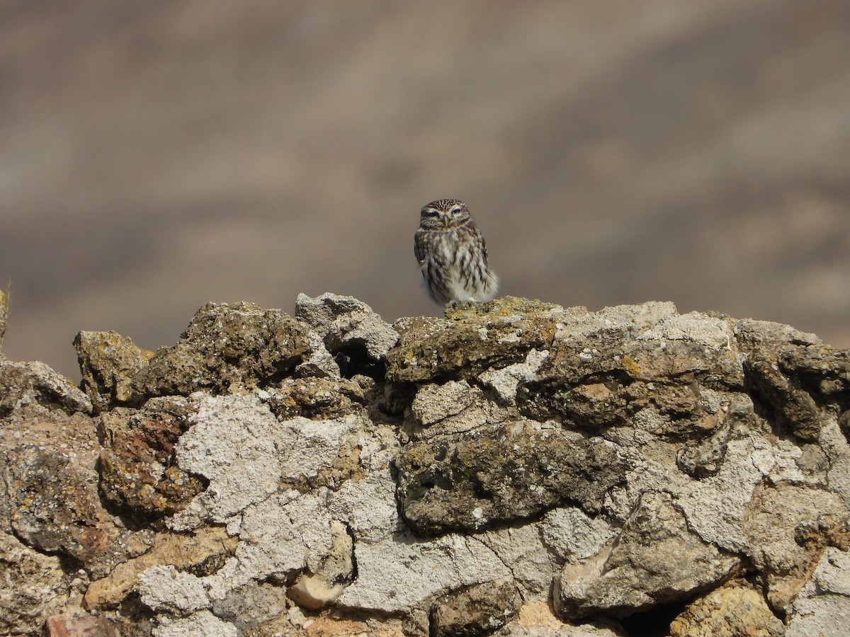 Сич хатній - ML646449649