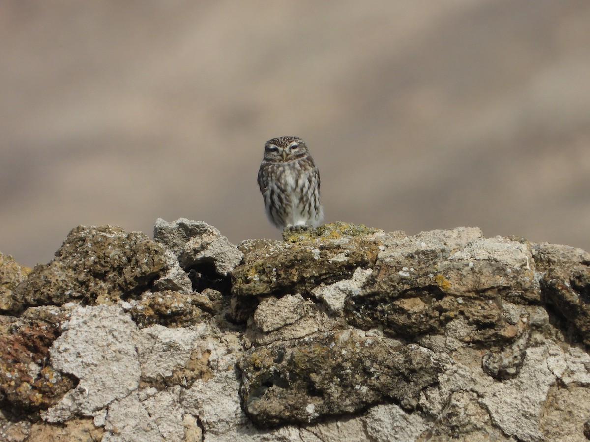 Сич хатній - ML646449650