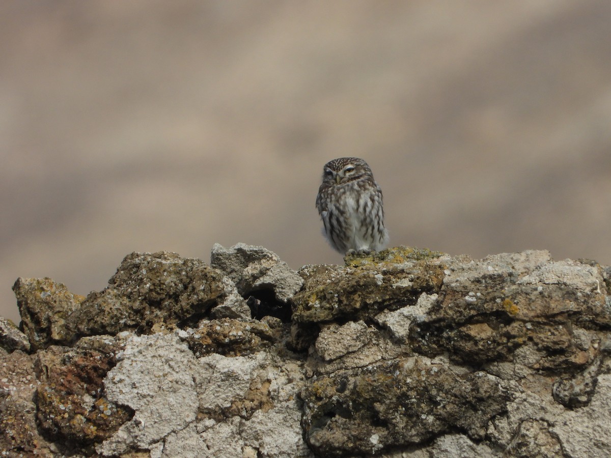 Сич хатній - ML646449651