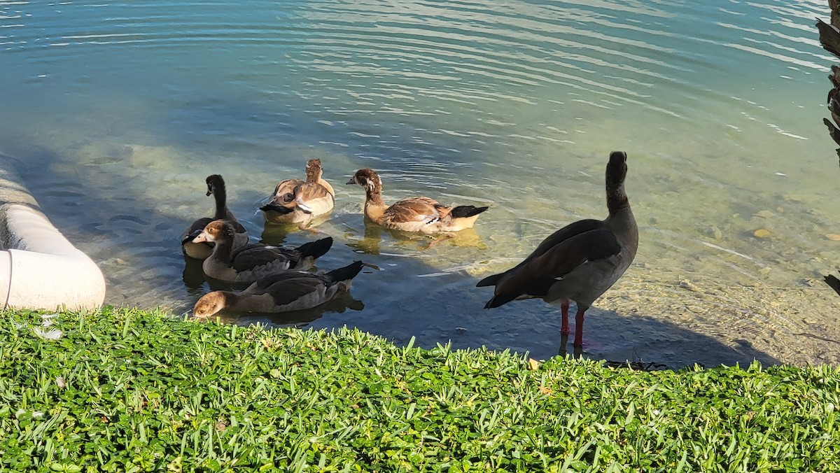 Каргарка нільська - ML646449653