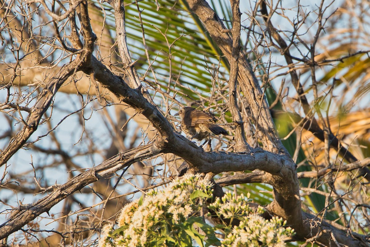 Кратеропа ангольська - ML646449655