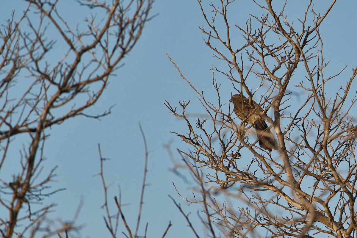 Hartlaub's Babbler - ML646449658