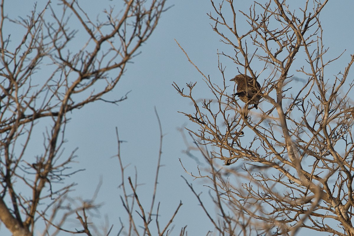 Hartlaub's Babbler - ML646449660