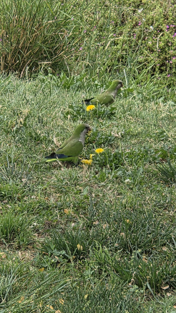 Mönchssittich - ML646449663