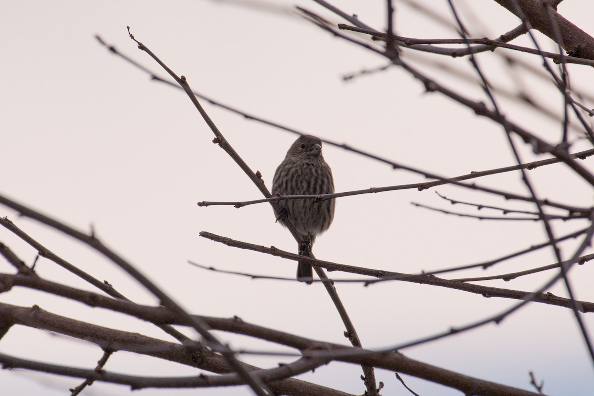 House Finch - ML646449664