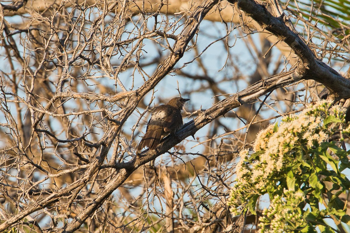 Hartlaub's Babbler - ML646449669