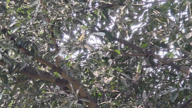 Вівчарик жовточеревий - ML646449670