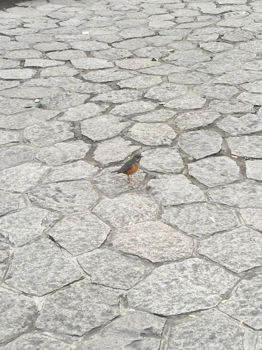 Gray-backed Thrush - ML646449685