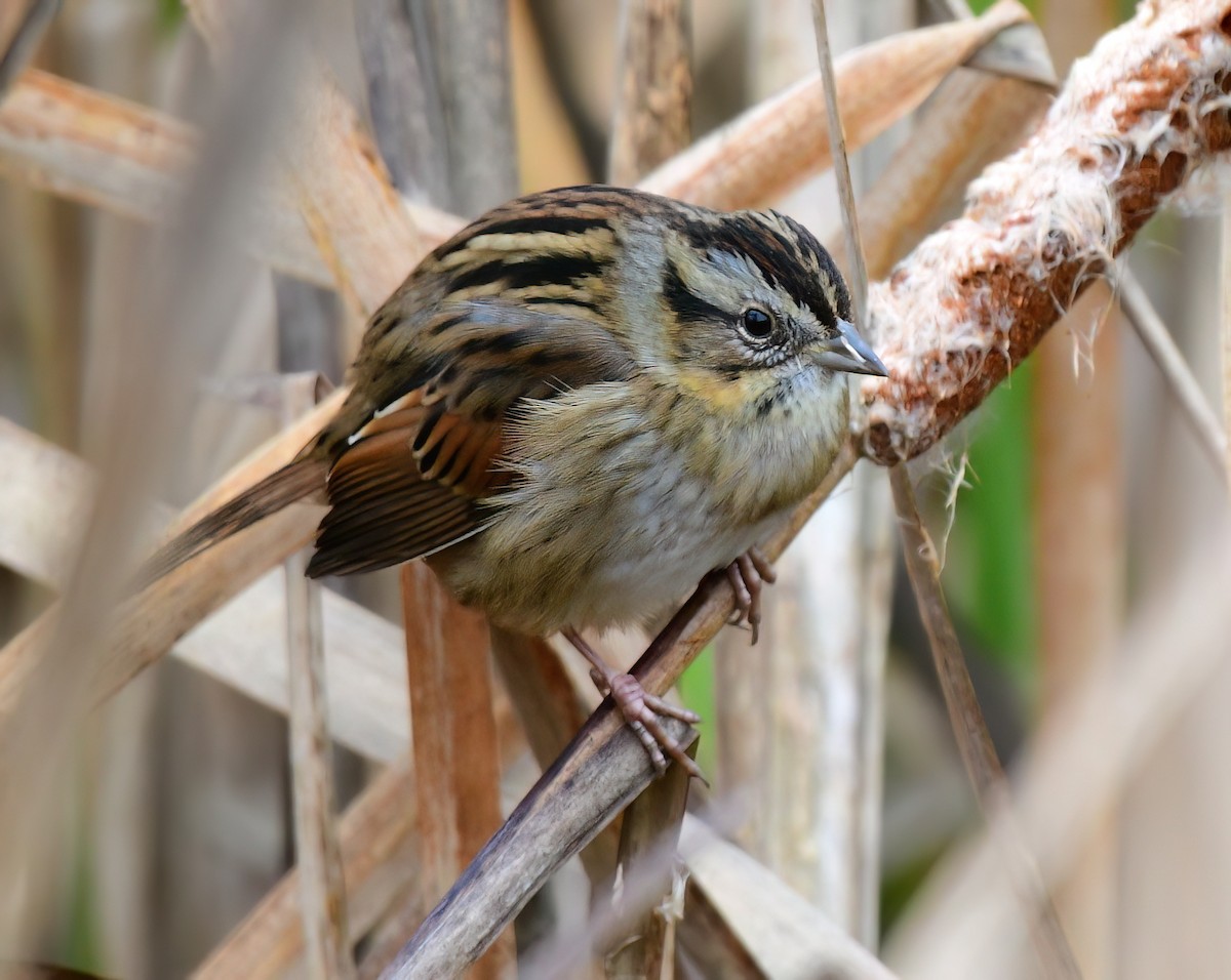 Swamp Sparrow - ML646449686
