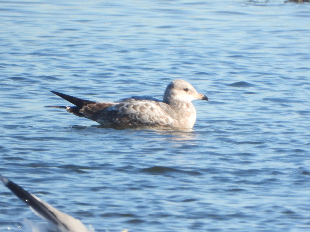 racek aljašský - ML646449687