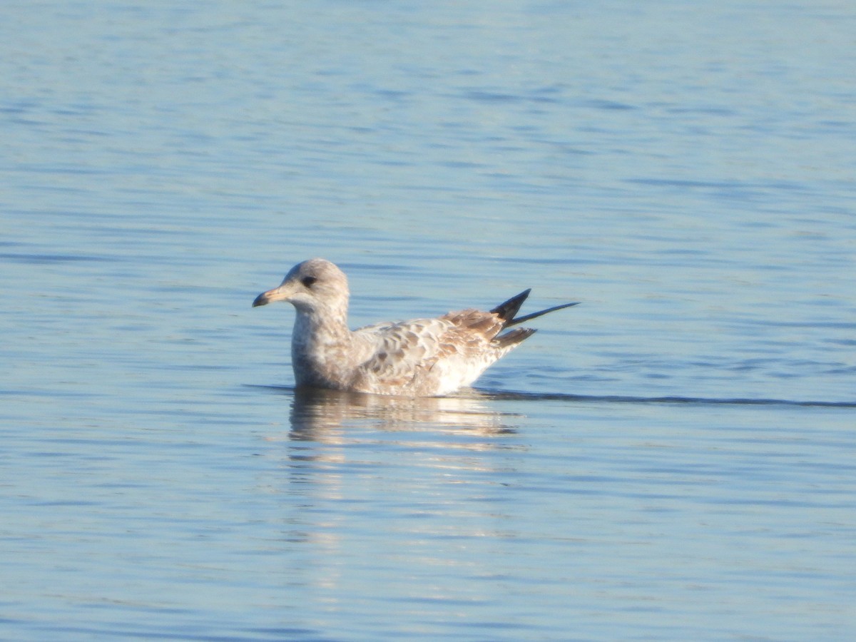 racek aljašský - ML646449688