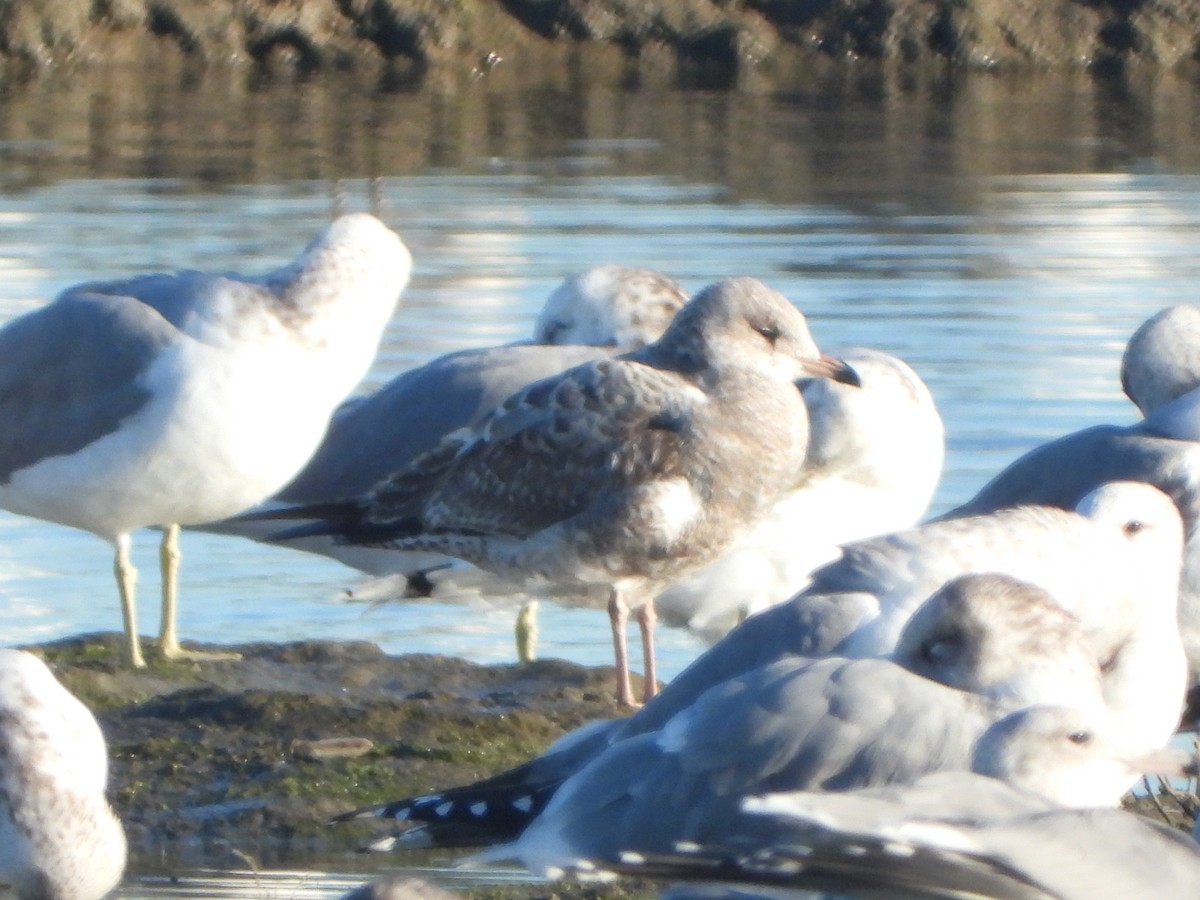 racek aljašský - ML646449691