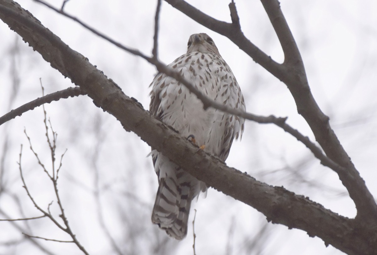 Cooper's Hawk - ML646449692