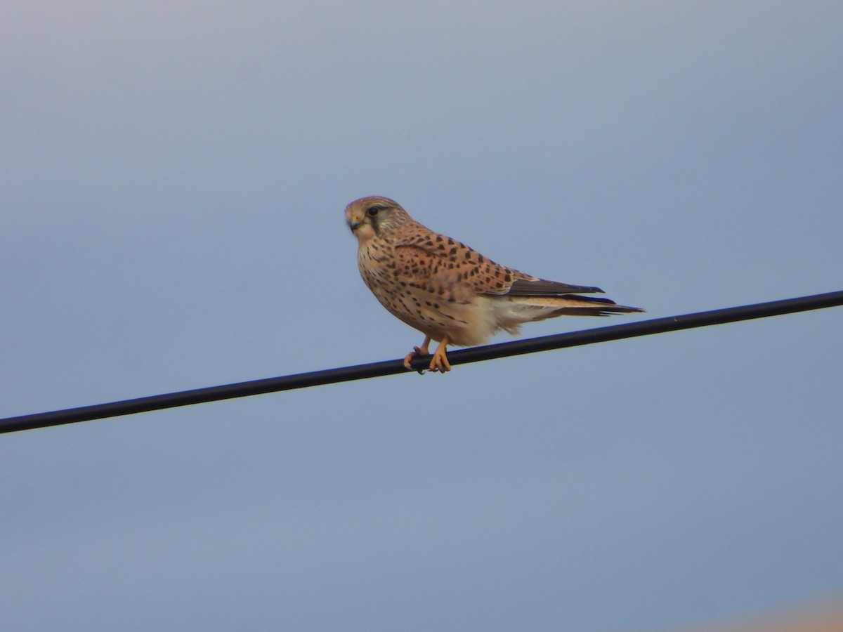 Eurasian Kestrel - ML646449693