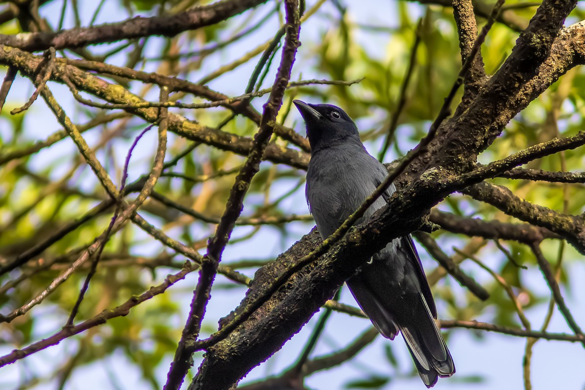 Sunda Cuckooshrike - ML646449697