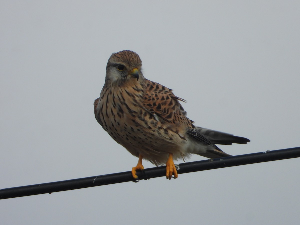 Eurasian Kestrel - ML646449698