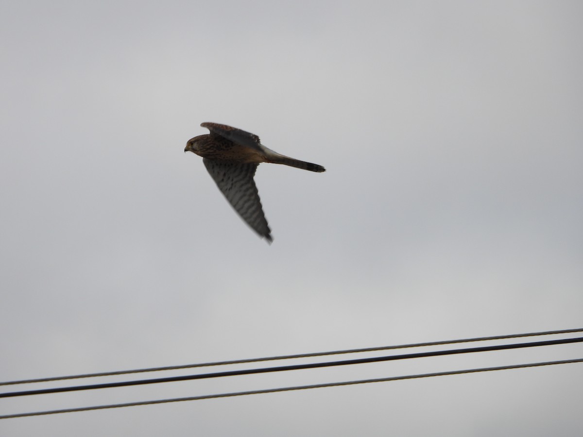 Eurasian Kestrel - ML646449699