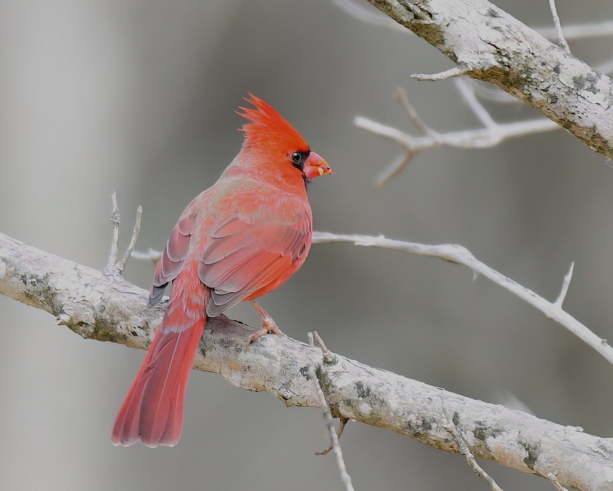 Northern Cardinal - ML646449700