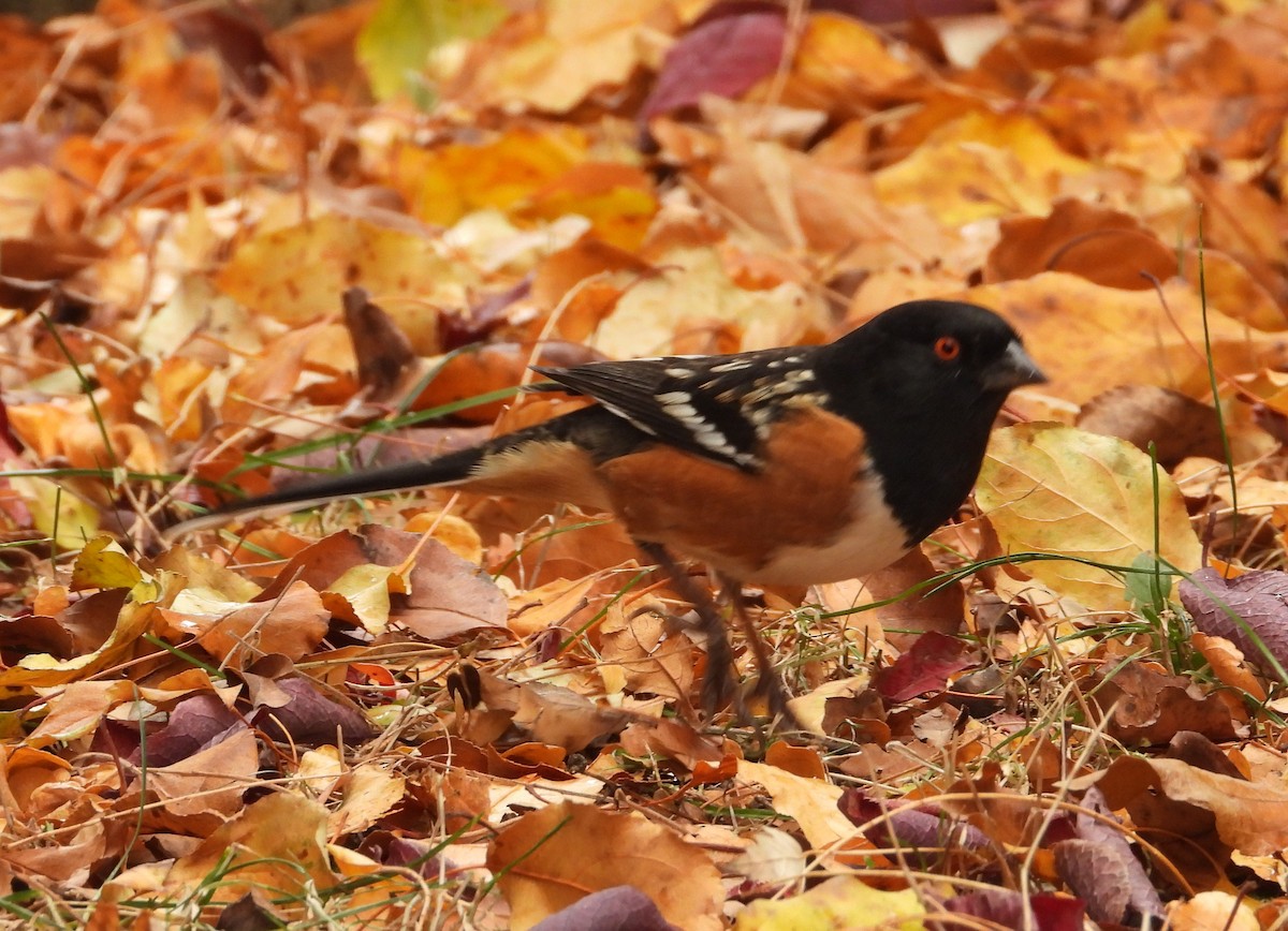 Spotted Towhee - ML646449701