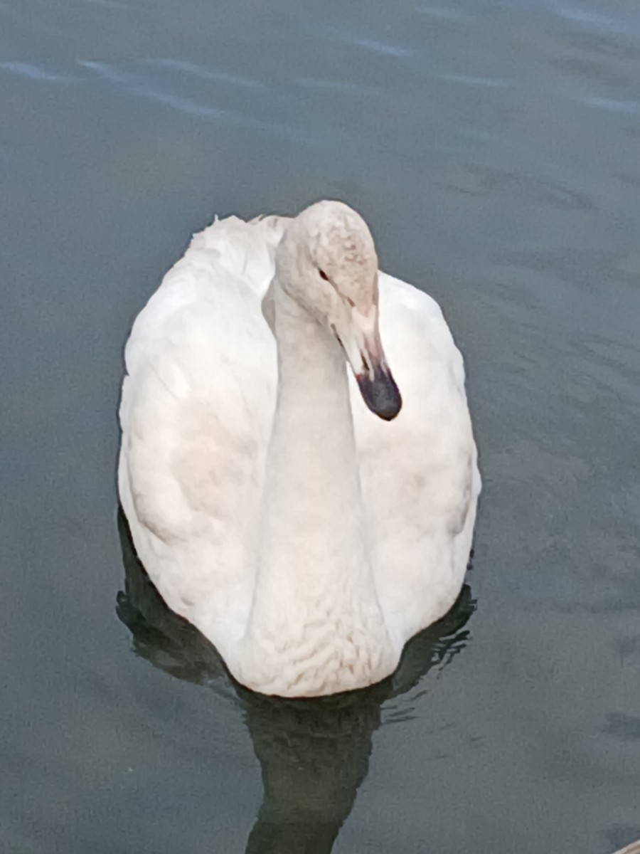 Whooper Swan - ML646449702