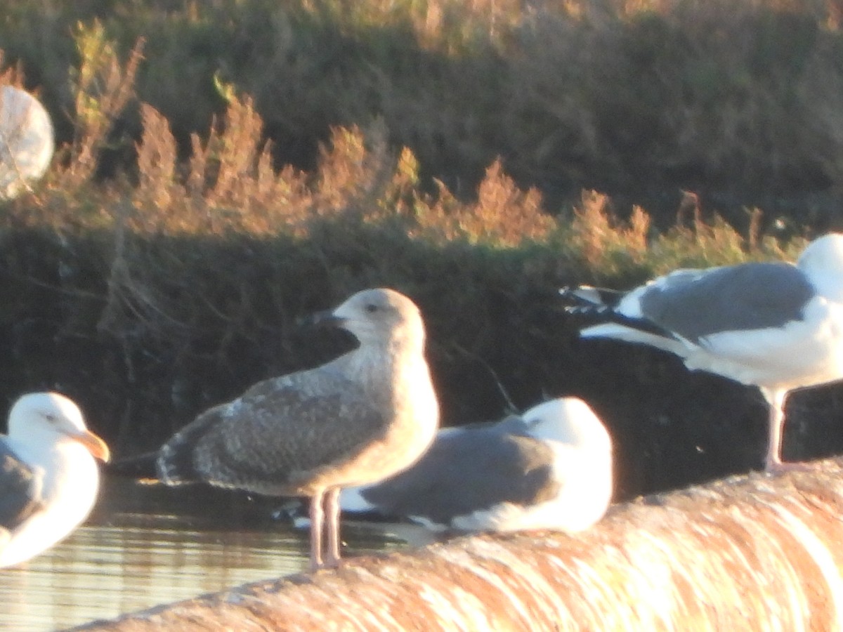 American Herring Gull - ML646449703