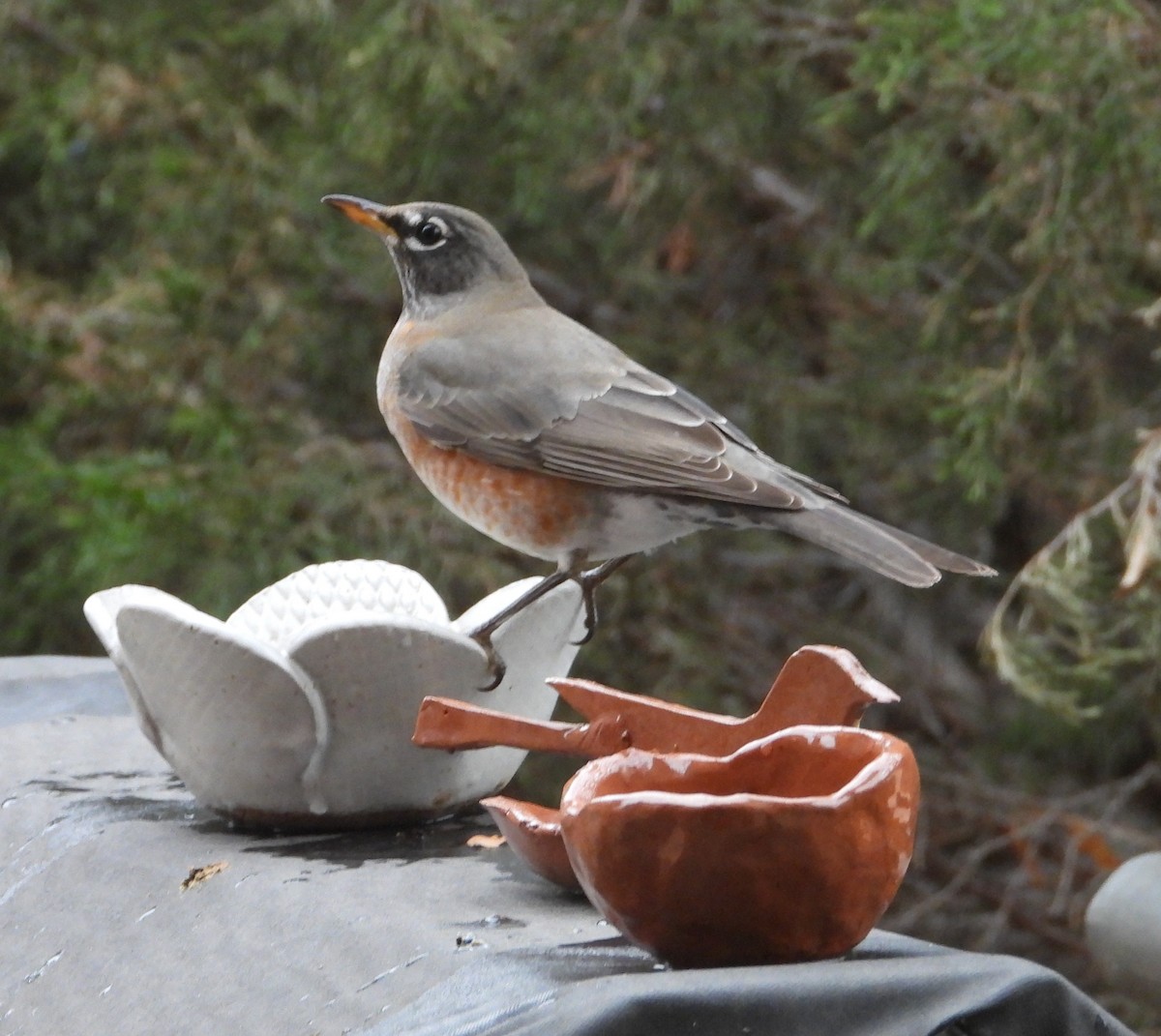American Robin - ML646449704