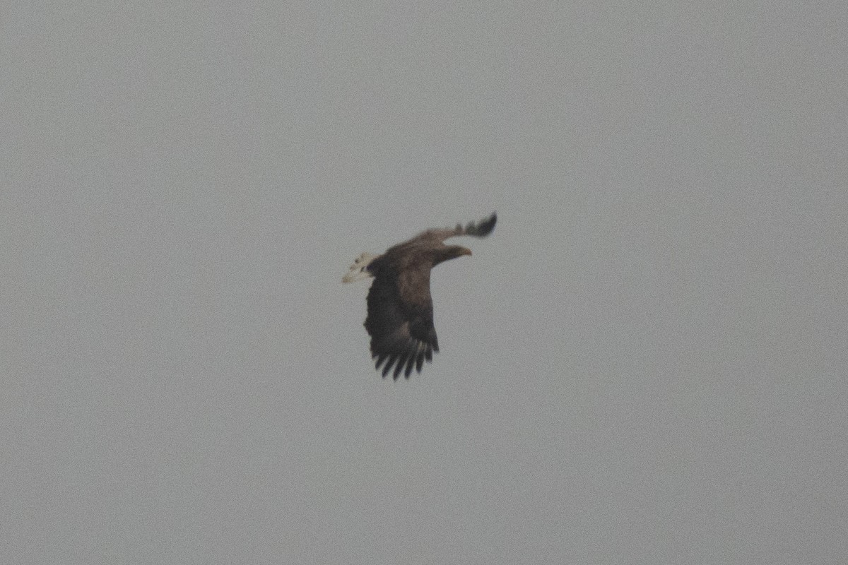 White-tailed Eagle - ML646449705