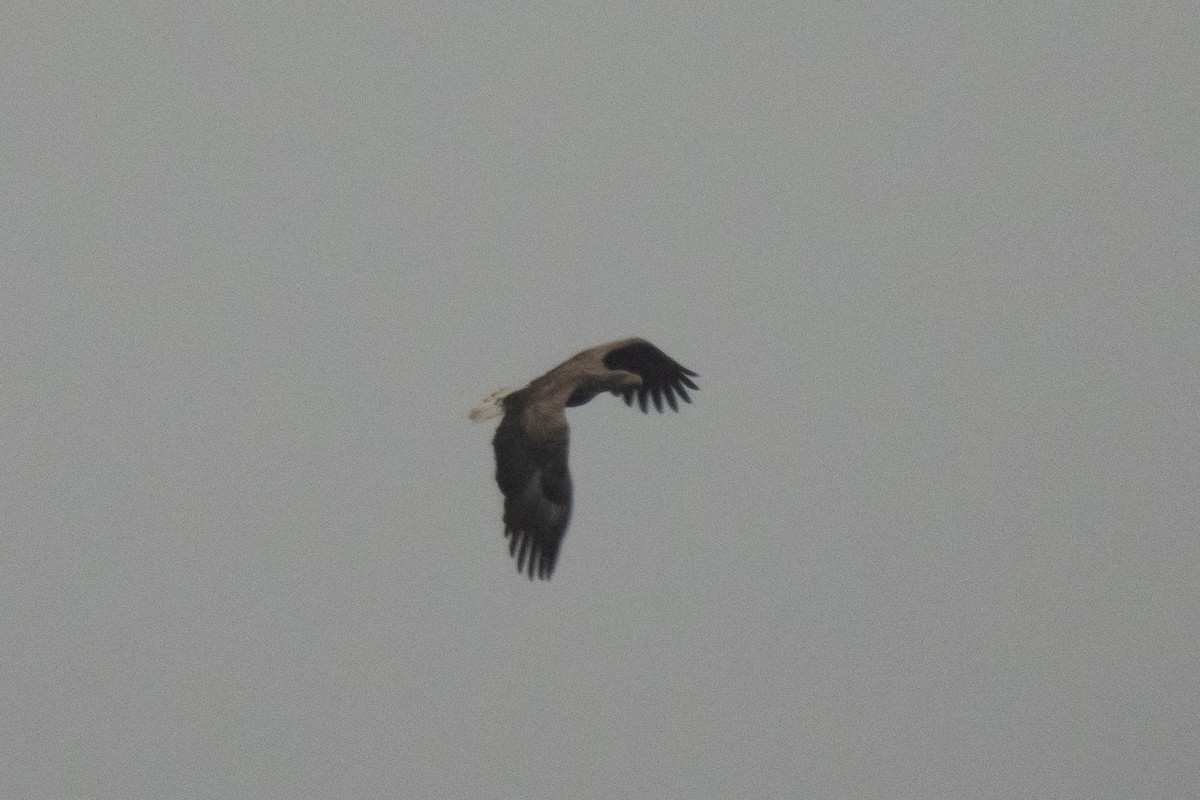 White-tailed Eagle - ML646449707