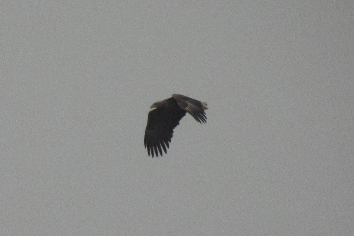 White-tailed Eagle - ML646449708