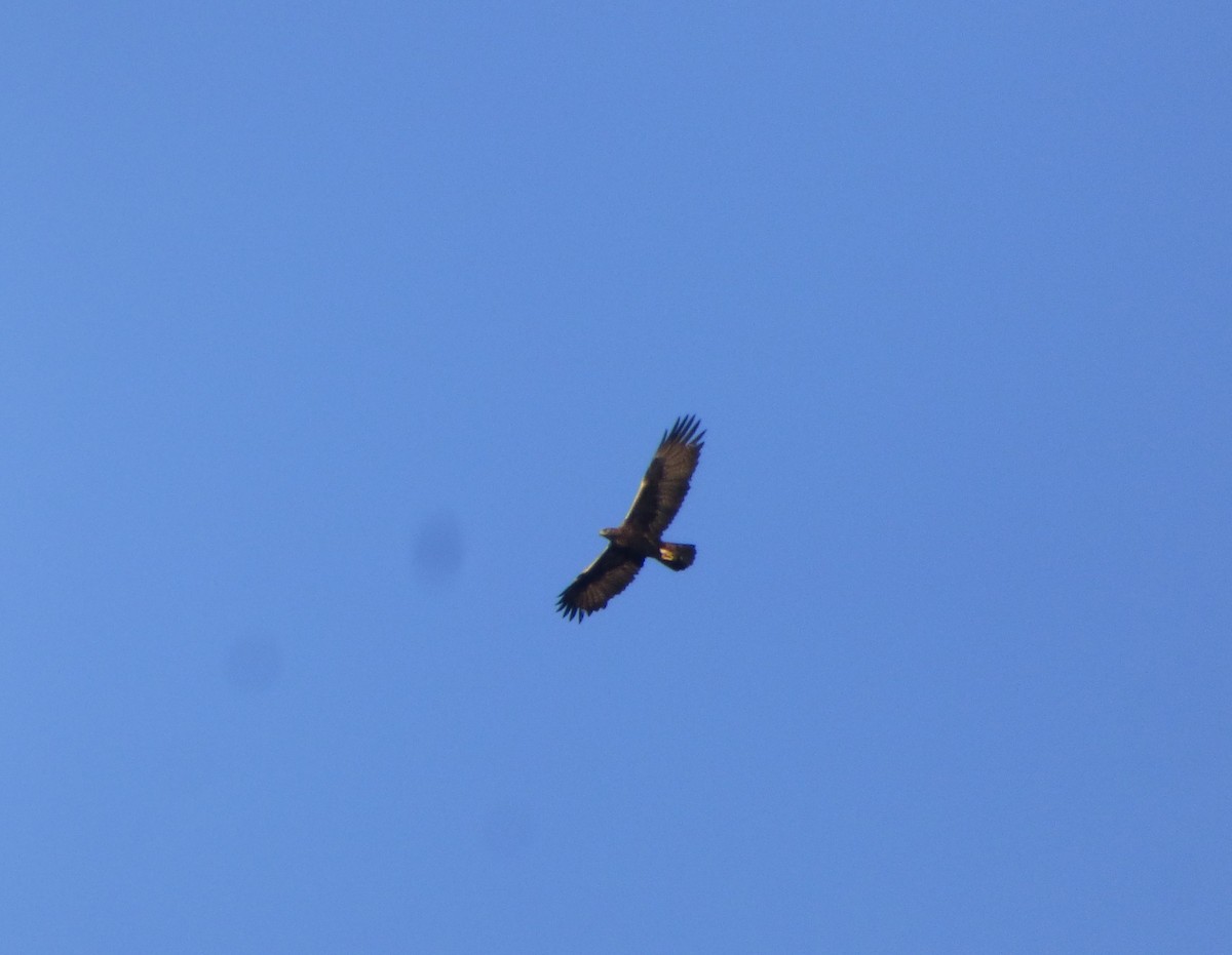 Spanish Eagle - ML646449710